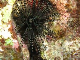 22 Banded Urchin with Anal Sack  IMG 2193.JPG